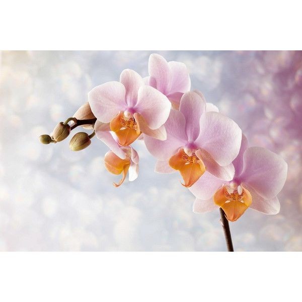 Фотообои Wallberry Decocode 32-0002-FE 300х200 см