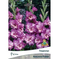 Гладиолус гофрированный Вувузела Раффл луковица 10/12