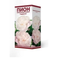 Пион травянистый Гардения луковица 2-3