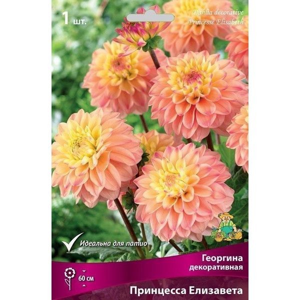 Георгина декоративная Принцесса Елизавета луковица I