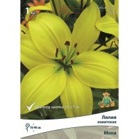 Лилия азиатская Мона луковица 14/16