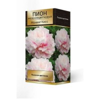 Пион травянистый Монинг Кисс луковица 2-3