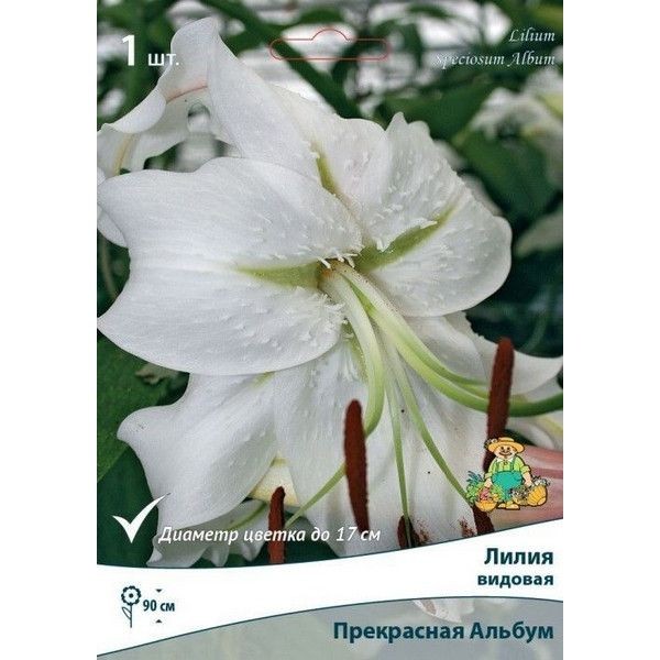 Лилия видовая прекрасная Альбум луковица 14/16