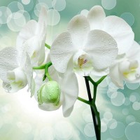 Фотообои Divino T-175 300х270 см
