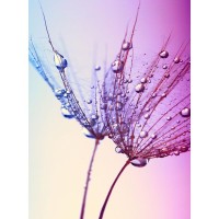 Фотообои Barton Wallpapers Цветы F15902 200х270 см
