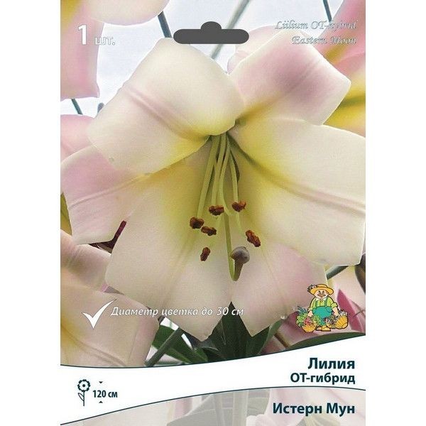 Лилия ОТ-гибрид Истерн Мун луковица 14/16