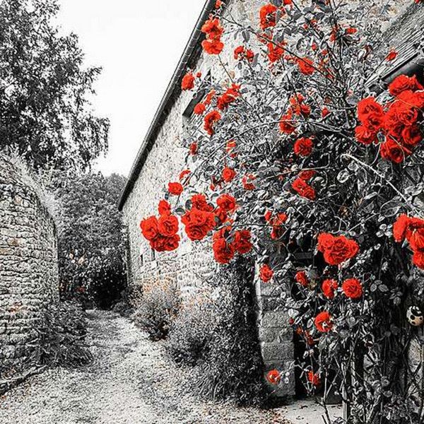 Фотообои Divino Decor Красные розы D-043 300х270 см