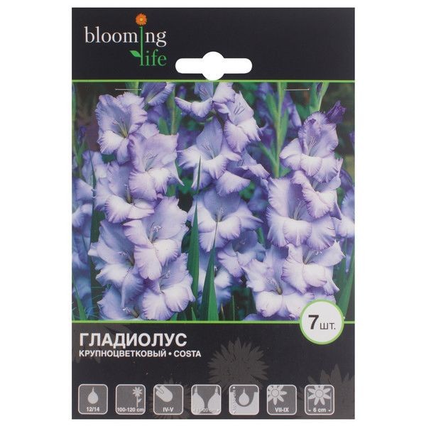 Гладиолус Коста 12/14