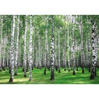 Фотообои Wallberry Decocode 41-0259-PG 400х280 см