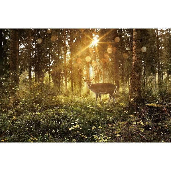 Фотообои Wallberry Decocode 32-0006-PG 300х200 см