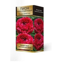 Пион травянистый Генри Бокстос луковица 2-3