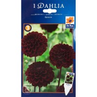 Георгина декоративная Джидеон луковица I