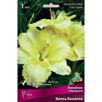 Лилейник гибридный Вилла Ванилла луковица I
