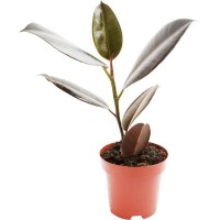 Фикус эластика микс 12х30 см