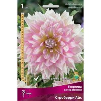 Георгина декоративная Строберри Айс луковица I