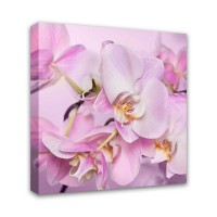 Картина Симфония Розовая орхдея 1-016, 30х30 см
