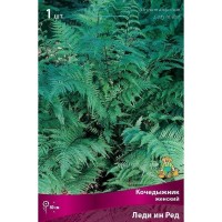 Кочедыжник женский Леди Ин Ред луковица I