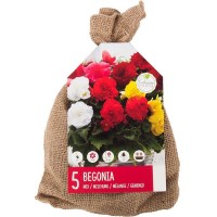 Луковицы Цвет твоего сада Бегония, 5 шт.