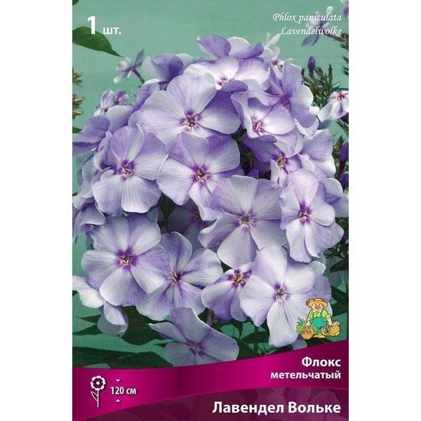 Флокс метельчатый Лавендел Вольке луковица I