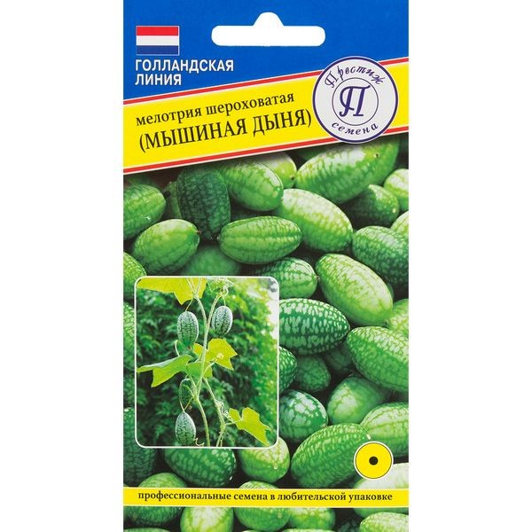 Мелотрия шероховатая