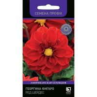 Семена Георгина Фигаро «Ред Шейдес»