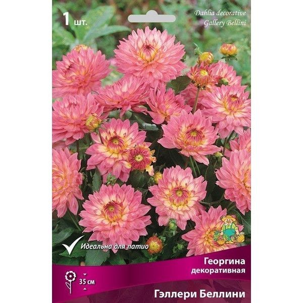 Георгина декоративная Гэллери Беллини луковица I