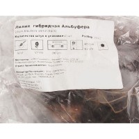 Лилия гибридная Альбуфера луковица 12/14
