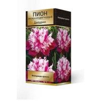 Пион травянистый Дейдрим луковица 2-3