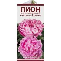 Пион молочноцветковый «Александр Флеминг», размер луковицы I