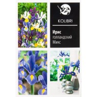 Ирис голландский смесь окрасок