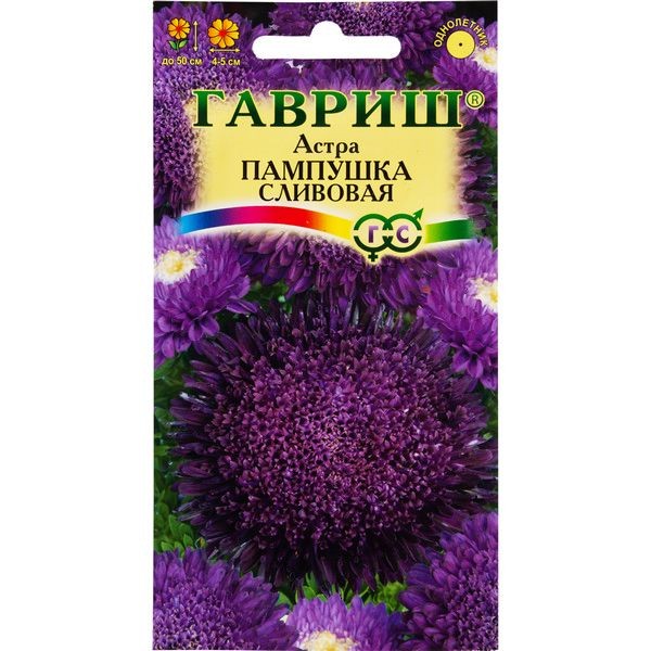 Астра «Пампушка сливовая» помпонная, 0.3 г