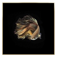 Картина ArtWork Animal Planet Vailtail, 76х76 см