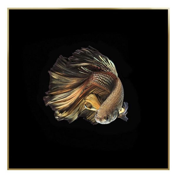 Картина ArtWork Animal Planet Vailtail, 76х76 см