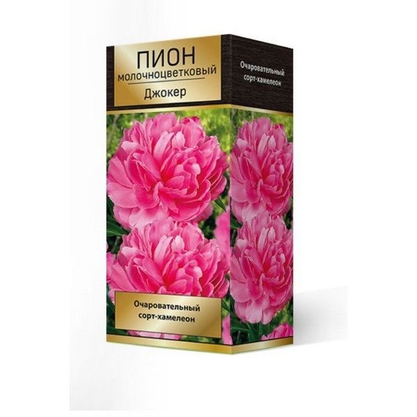 Пион травянистый Джокер луковица 2-3