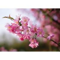 Фотообои WonderWall Весенние цветы 177 280х389см