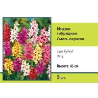 Иксия гибридная Бюджет микс луковица 5