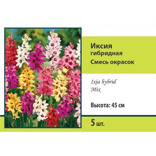 Иксия гибридная Бюджет микс луковица 5