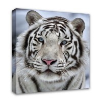 Картина Симфония Бенгальский тигр 1-038, 40х40 см