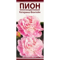 Пион молочноцветковый «Катерина Фонтейн», размер луковицы I