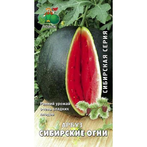 Семена Арбуз «Сибирские огни»