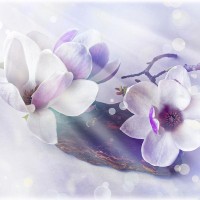 Фотообои Divino T-267 300х147 см