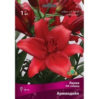 Лилии ЛА-гибриды Армандейл луковица 16/18