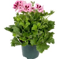 Пеларгония грандифлора 15х35 см