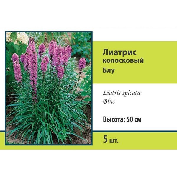 Лиатрис колосковый Альба луковица 8/10