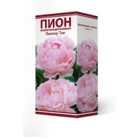 Пион травянистый Пиллоу Ток луковица 2-3
