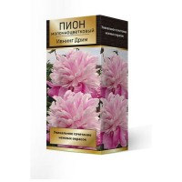 Пион травянистый Ивнинг Дрим луковица 2-3