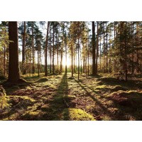 Фотообои Wallberry Decocode 41-0416-PG 400х280 см