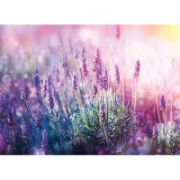 Фотообои WonderWall 256 386х280см