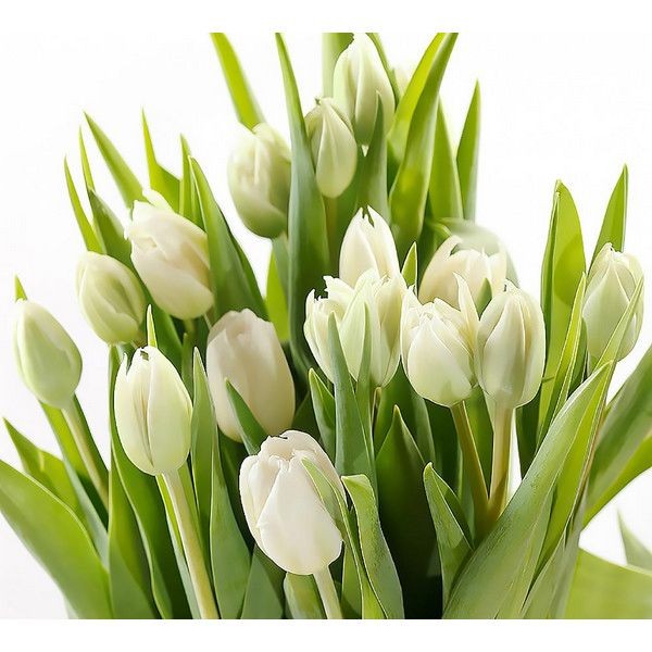 Фотообои Divino Decor Белые тюльпаны Р-020 300х270 см