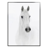 Картина ArtWork Animal Planet Arabian, 56х76 см